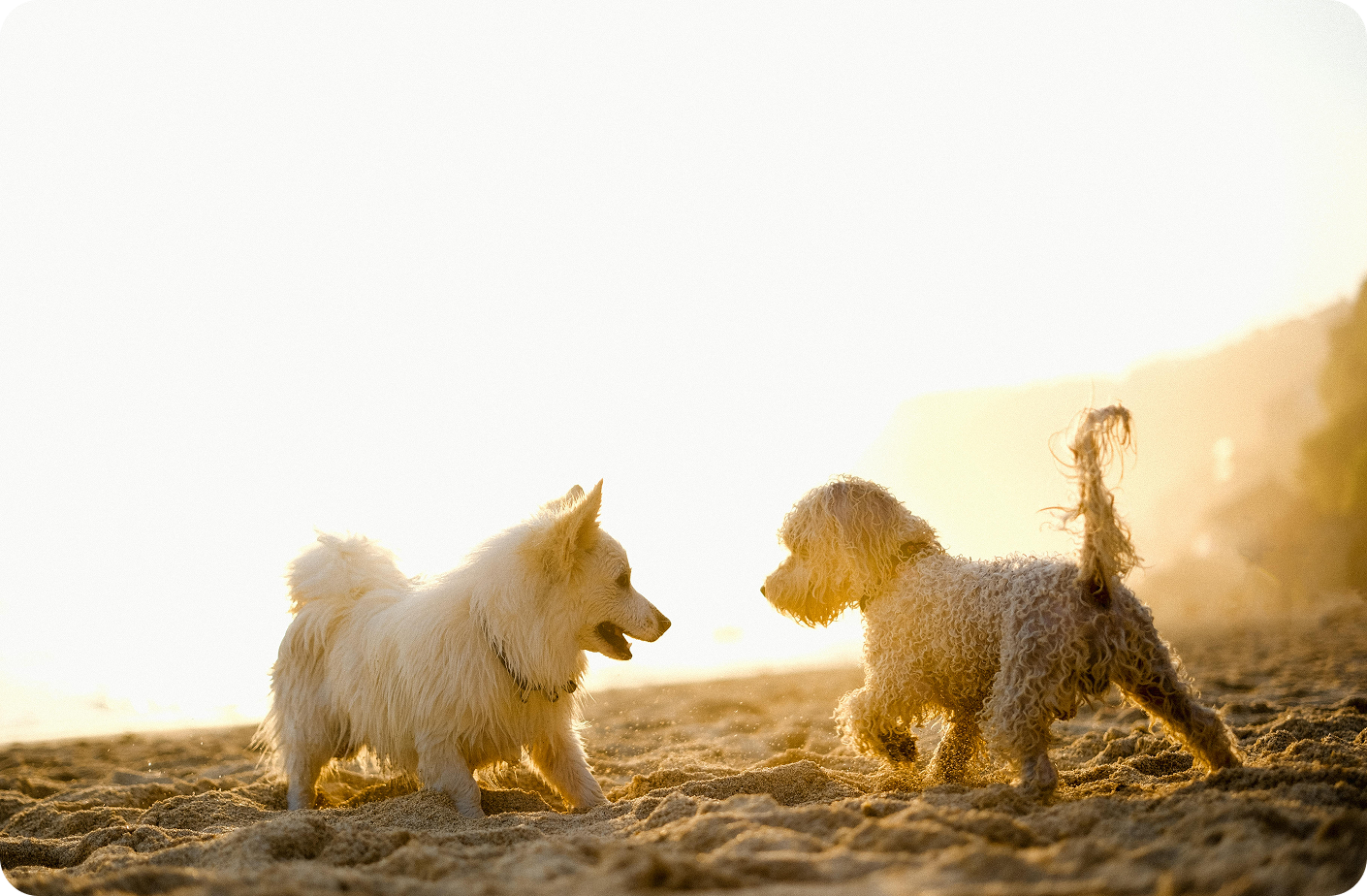 playing dogs